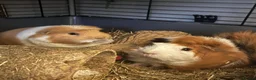 Guinea Pig rodents for sale: Guinea Pig - looking for a new home  in Saint Helens - Advert 3
