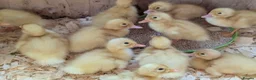 Ducks poultry for sale: Cherry Valley Duck Hatching Eggs X 6  - Advert 4