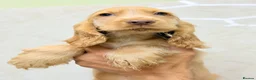 Cocker Spaniel dogs for sale: LAST 2 ❤️ RKC SHOW COCKER PUPPIES – READY NOW - Advert 3