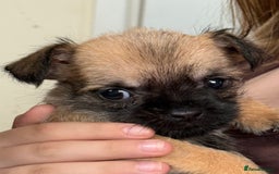 Mixed Breed dogs for sale: A New Forever Home Needed - Image 1