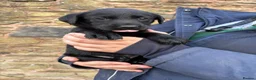 Labrador Retriever dogs for sale: Quality KC Reg Black Labrador Puppies, Ready Now in Dronfield - Advert 14