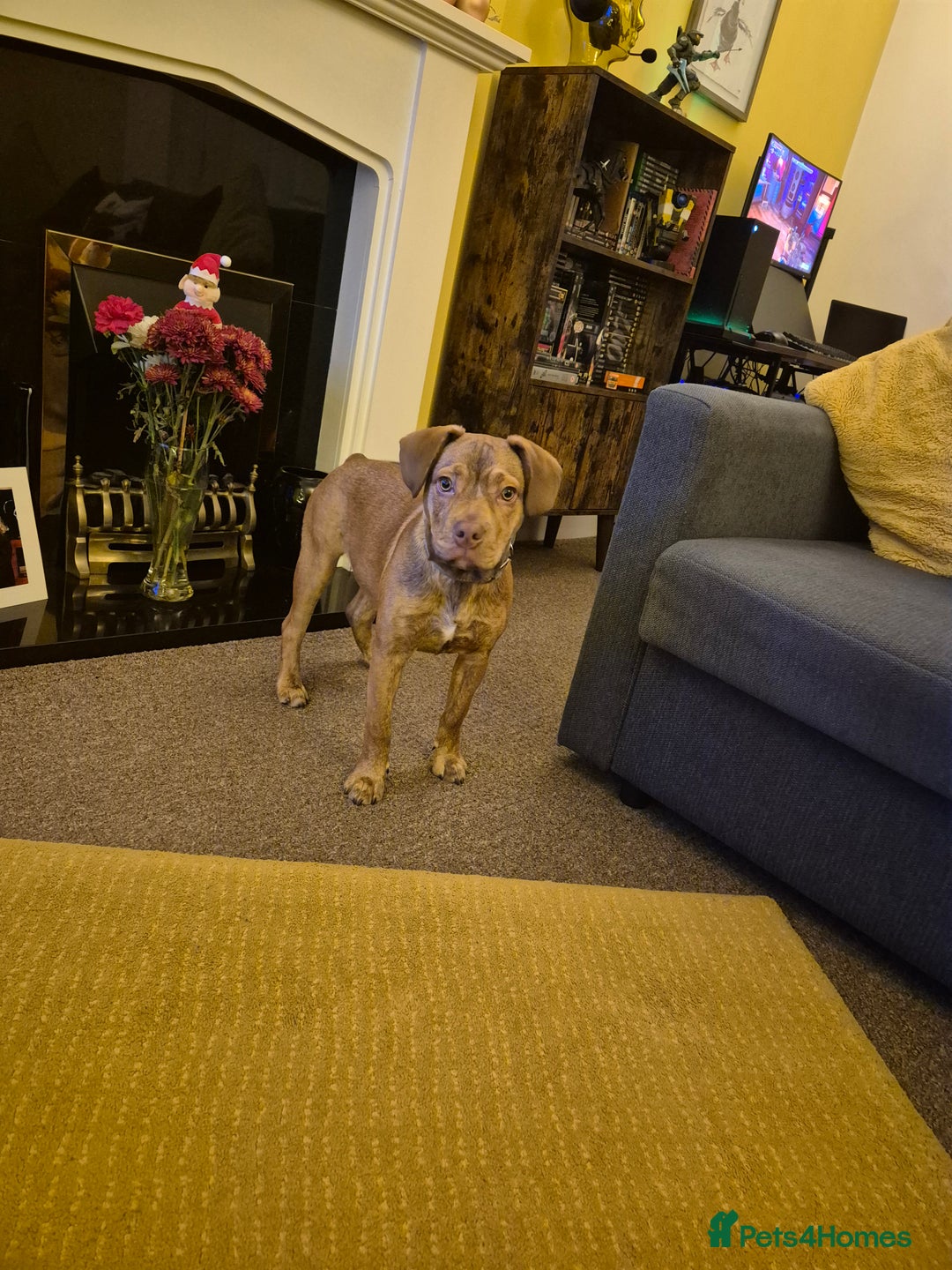 Mixed Breed dogs for sale: Give a happy home to Rocky - Image 3