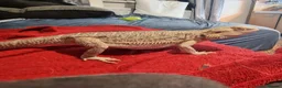 Bearded Dragon reptiles for sale: 5 year old lovely female Bearded Dragon + housing - Advert 15