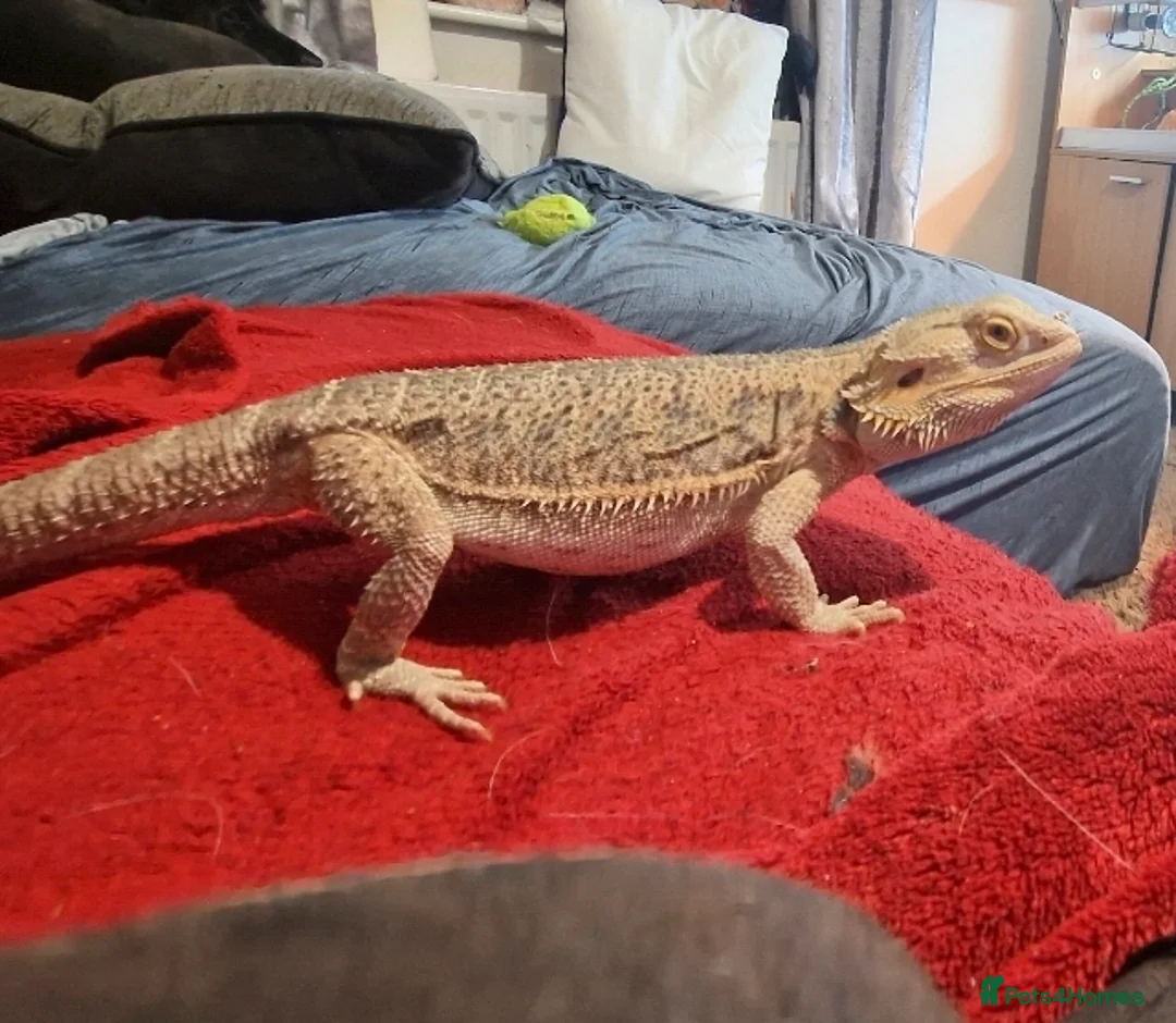 Bearded Dragon reptiles for sale: 5 year old lovely female Bearded Dragon + housing - Advert 15