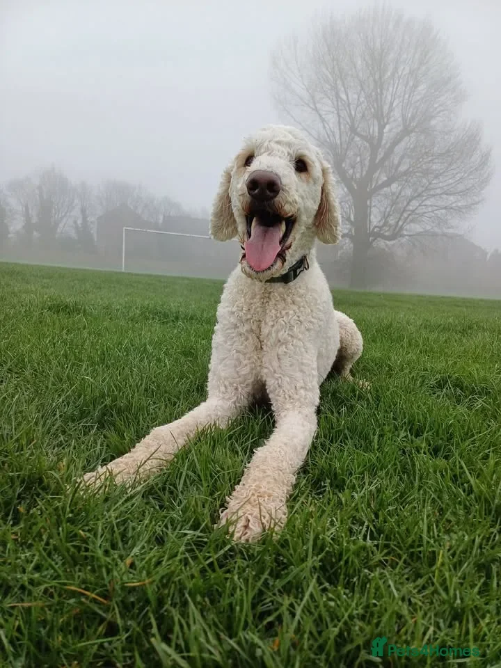 Labradoodle dogs Fred  - Advert 11