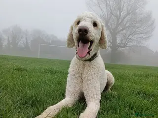 Labradoodle dogs Fred - Advert 11
