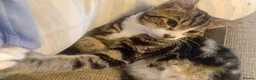 Mixed Breed cats for adoption: Meet Duke and Max – Two Very Special Boys - Advert 4