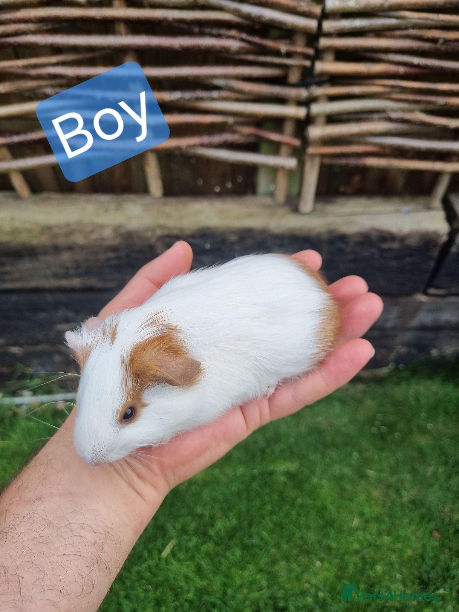 Guinea Pig rodents Tricolour guinea pigs, babies and adults - Advert 22