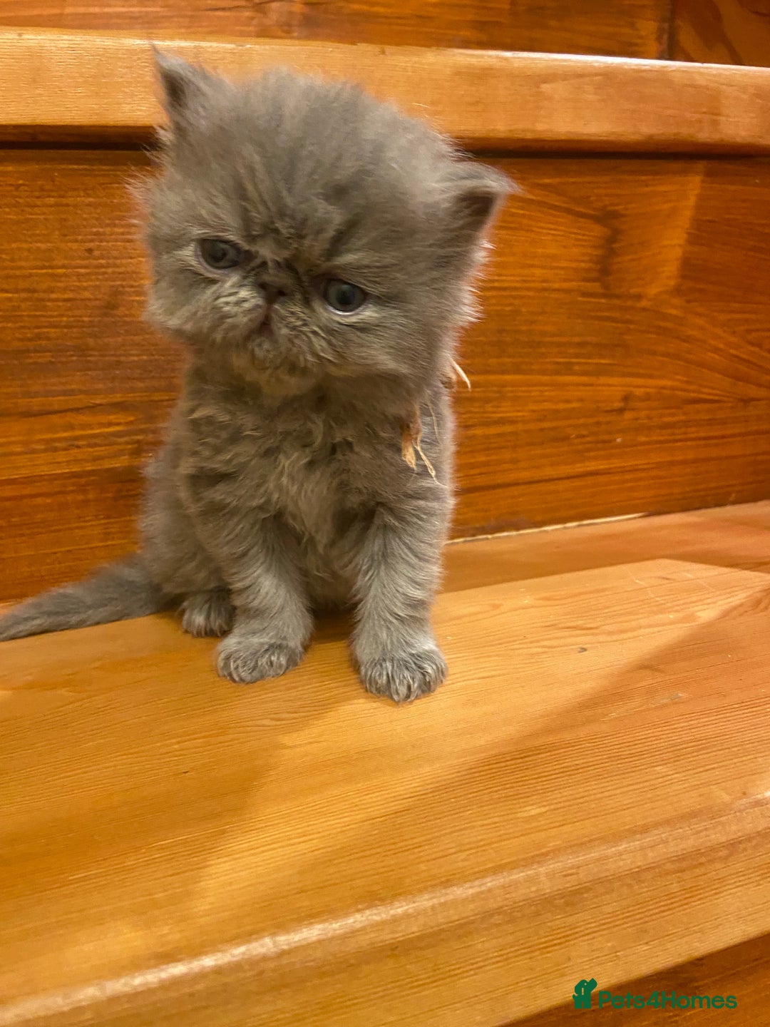 Persian cats for sale: Stunning pedigree Persian kittens - Advert 24