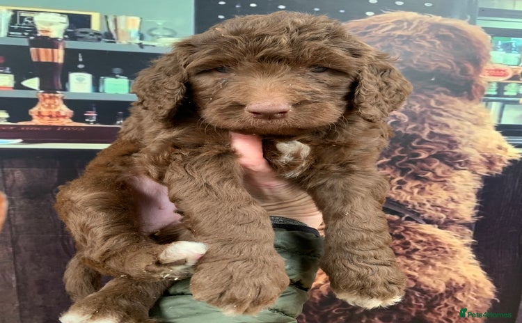 Bernedoodle dogs - Advert 5