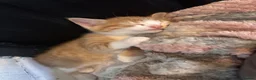Mixed Breed cats for sale: Adorable kittens looking for a new home! - Advert 4