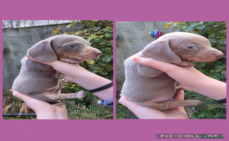 Miniature Dachshund dogs - Advert 2