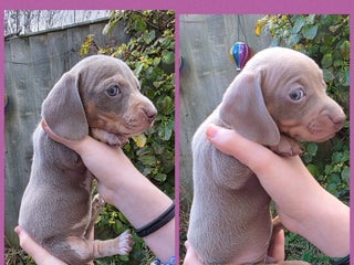 Miniature Dachshund dogs - Advert 4