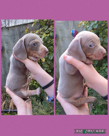 Miniature Dachshund dogs - Advert 2