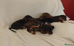Dachshund dogs for sale: Pedigree miniature dachshunds - Image 9