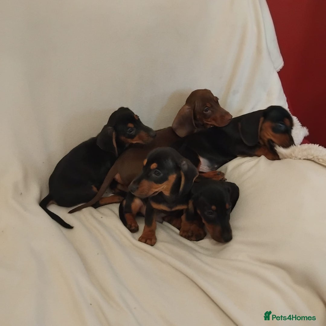 Dachshund dogs for sale: Pedigree miniature dachshunds - Image 9