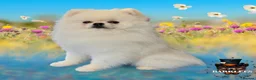 Pomeranian dogs for stud: Max (stud use only) Pomeranian  - Advert 4