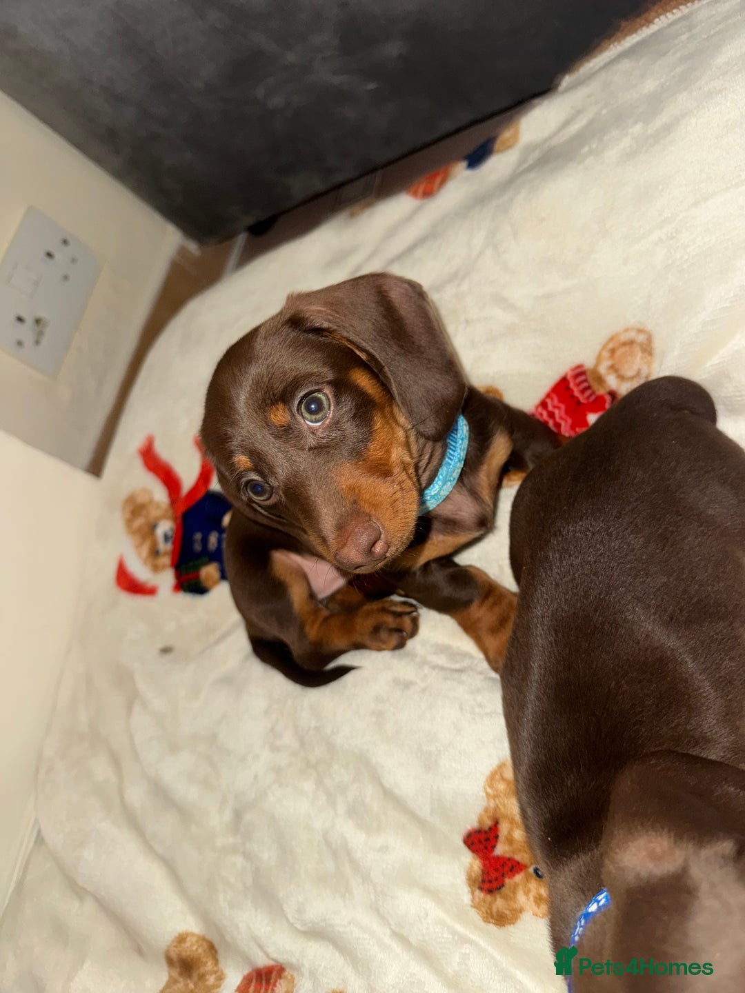 Miniature Dachshund dogs for sale: Miniature dachshund - Image 10