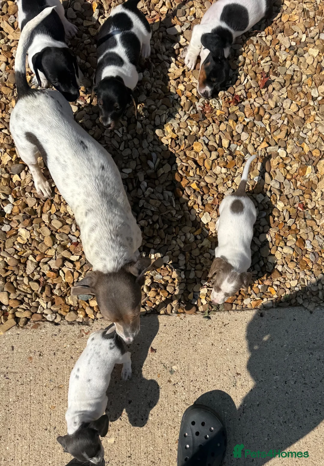 Miniature Dachshund dogs for sale: Miniature Dachshunds 1 girl left Ready 2 leave now - Advert 2