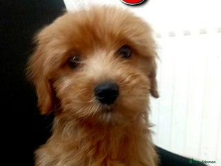 Mixed Breed dogs Cavapoochon puppys - Advert 12