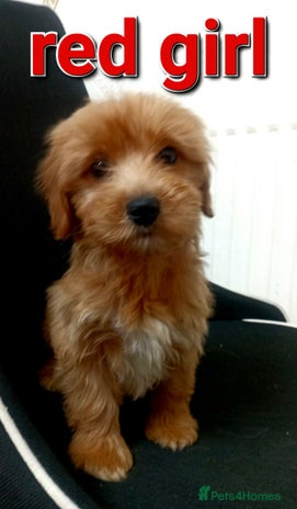 Mixed Breed dogs Cavapoochon puppys - Advert 10
