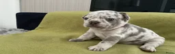French Bulldog dogs for sale: French bulldog  - Advert 6