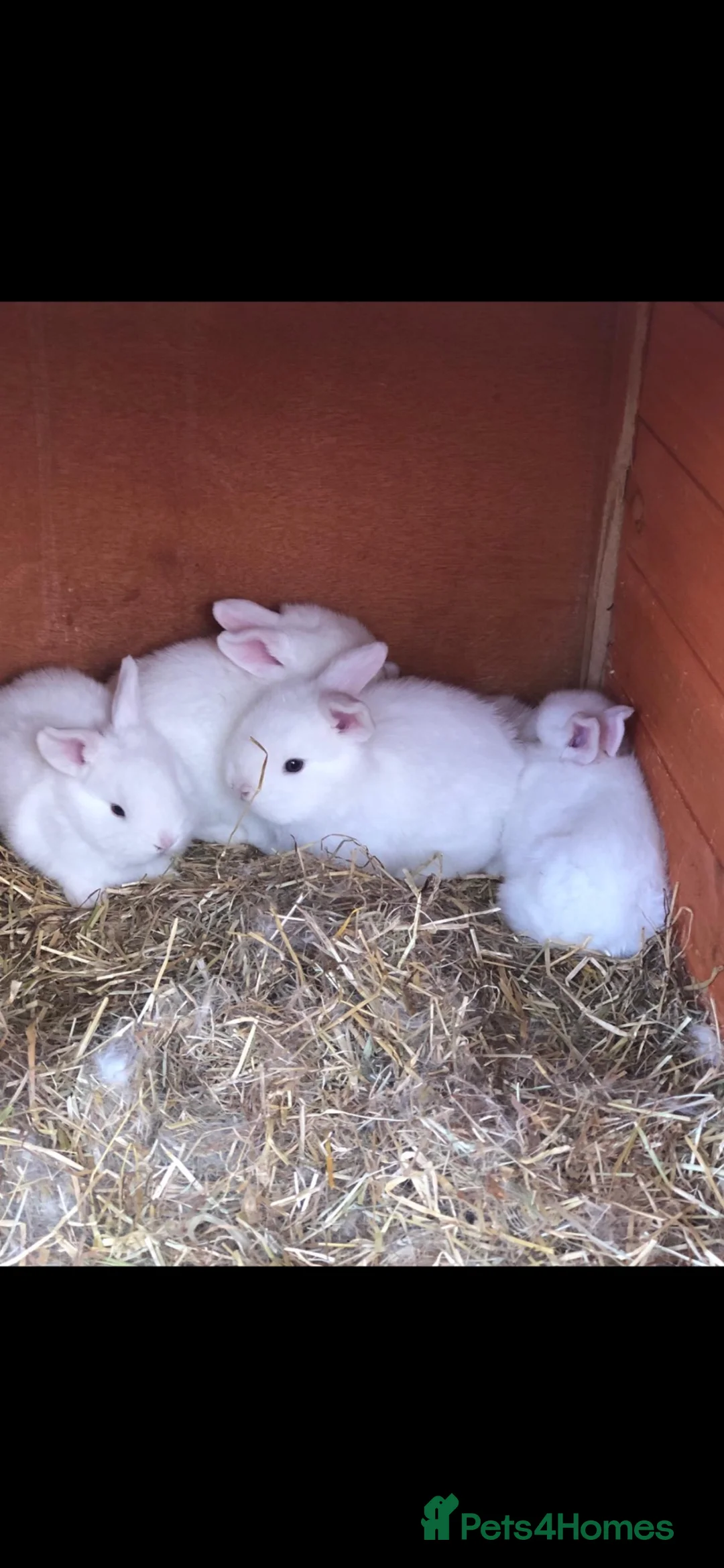 Mixed Breed rabbits for sale: Gorgeous white baby bunnies in London - Advert 2