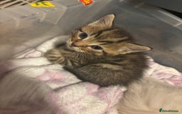 Bengal cats for sale: ‼️Ready to leave in 3 weeks‼️ - Image 6