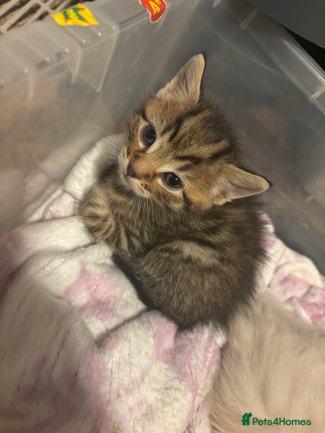 Bengal cats for sale: ‼️Ready to leave in 3 weeks‼️ - Image 6