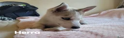 Siberian Husky dogs for sale: 💙♥️ 7 puppies looking for forever home ♥️💙 in Newcastle - Advert 23