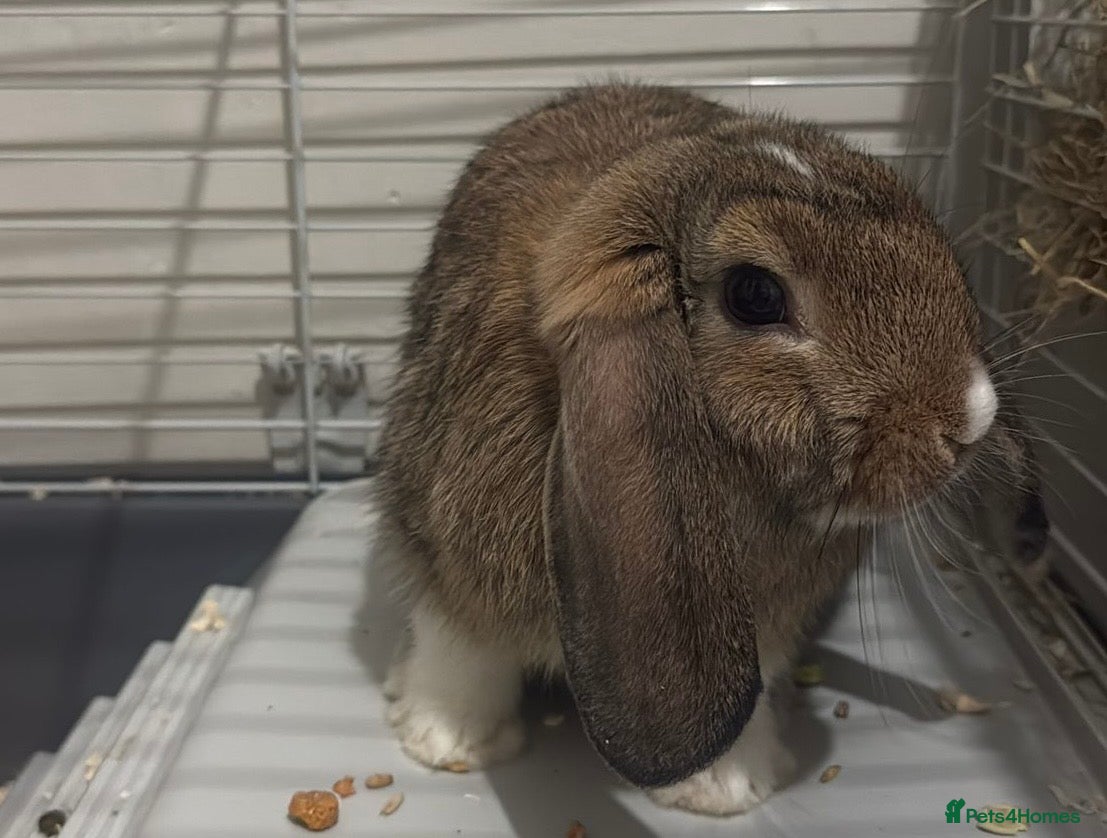 Mini Lop rabbits Pure Mini Lop - Advert 1