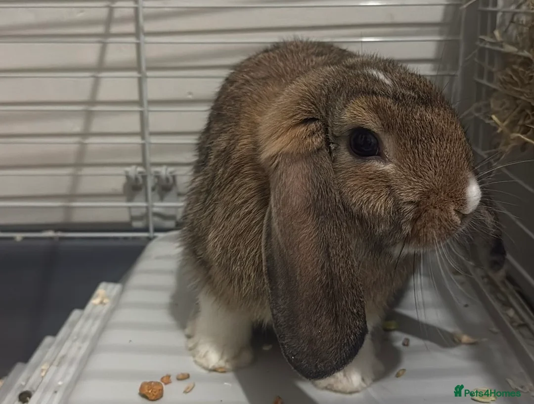 Mini Lop rabbits for sale: Pure Mini Lop - Advert 1