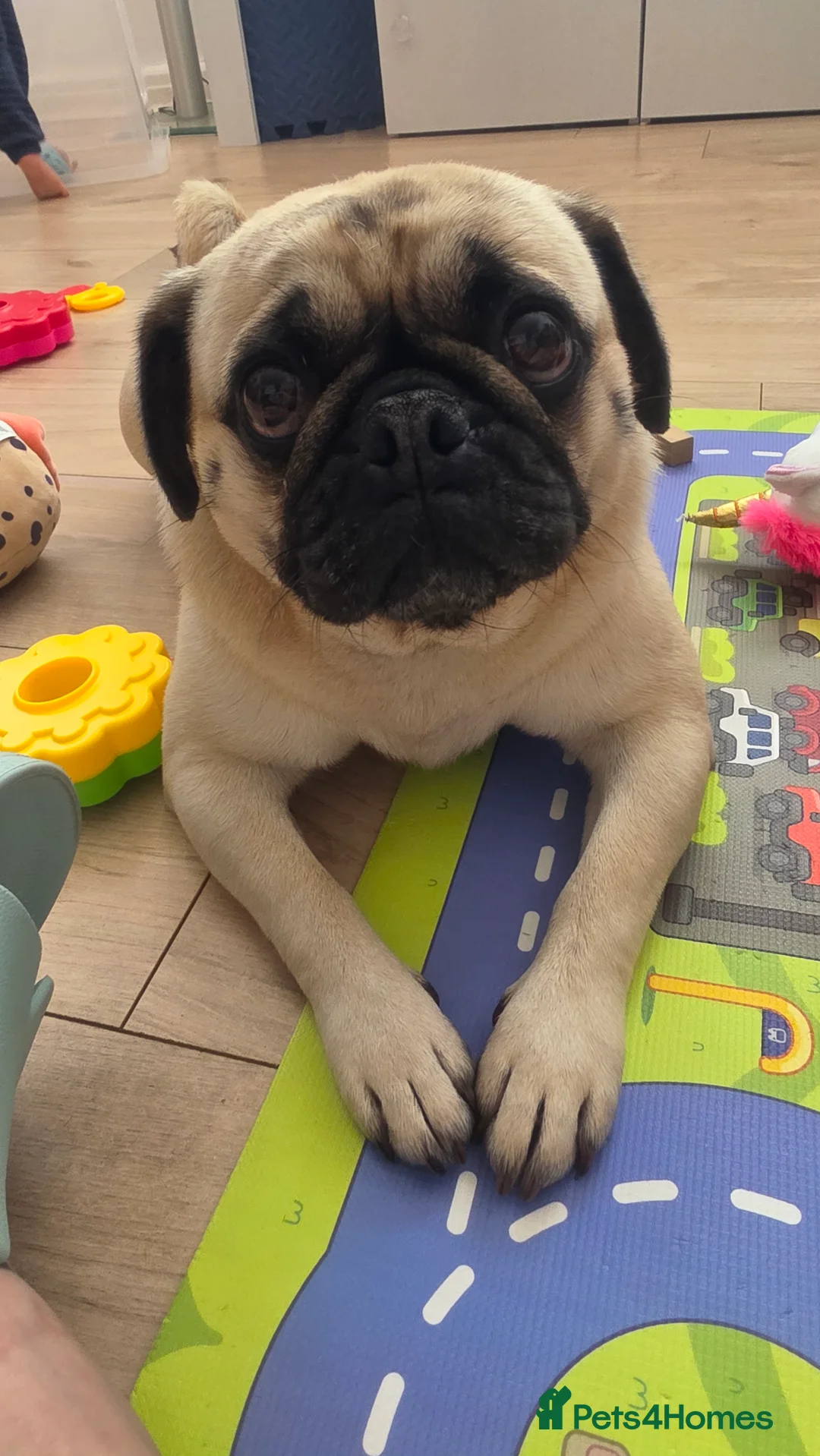 Pug dogs for sale: Female Pug in Liverpool - Advert 2