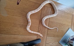 Corn Snake reptiles for sale: Adult corn snakes - Image 6