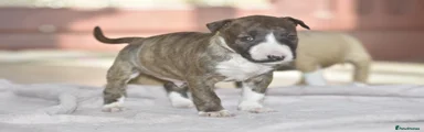 Miniature Bull terrier 4