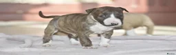 Miniature Bull terrier dogs for sale: Excellent miniature english bull terrier puppies  - Advert 9