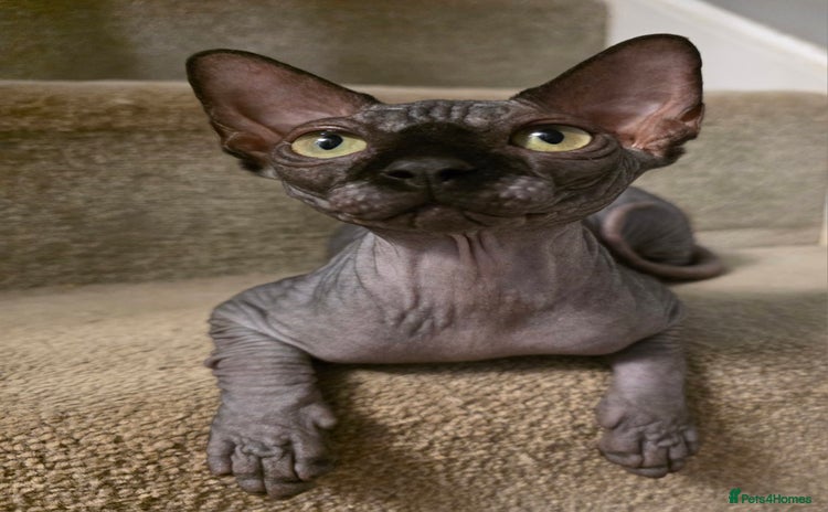 Sphynx cats - Advert 17