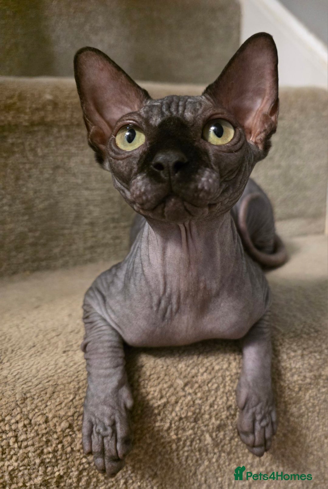 Sphynx cats for sale: Black Kittens - Image 1