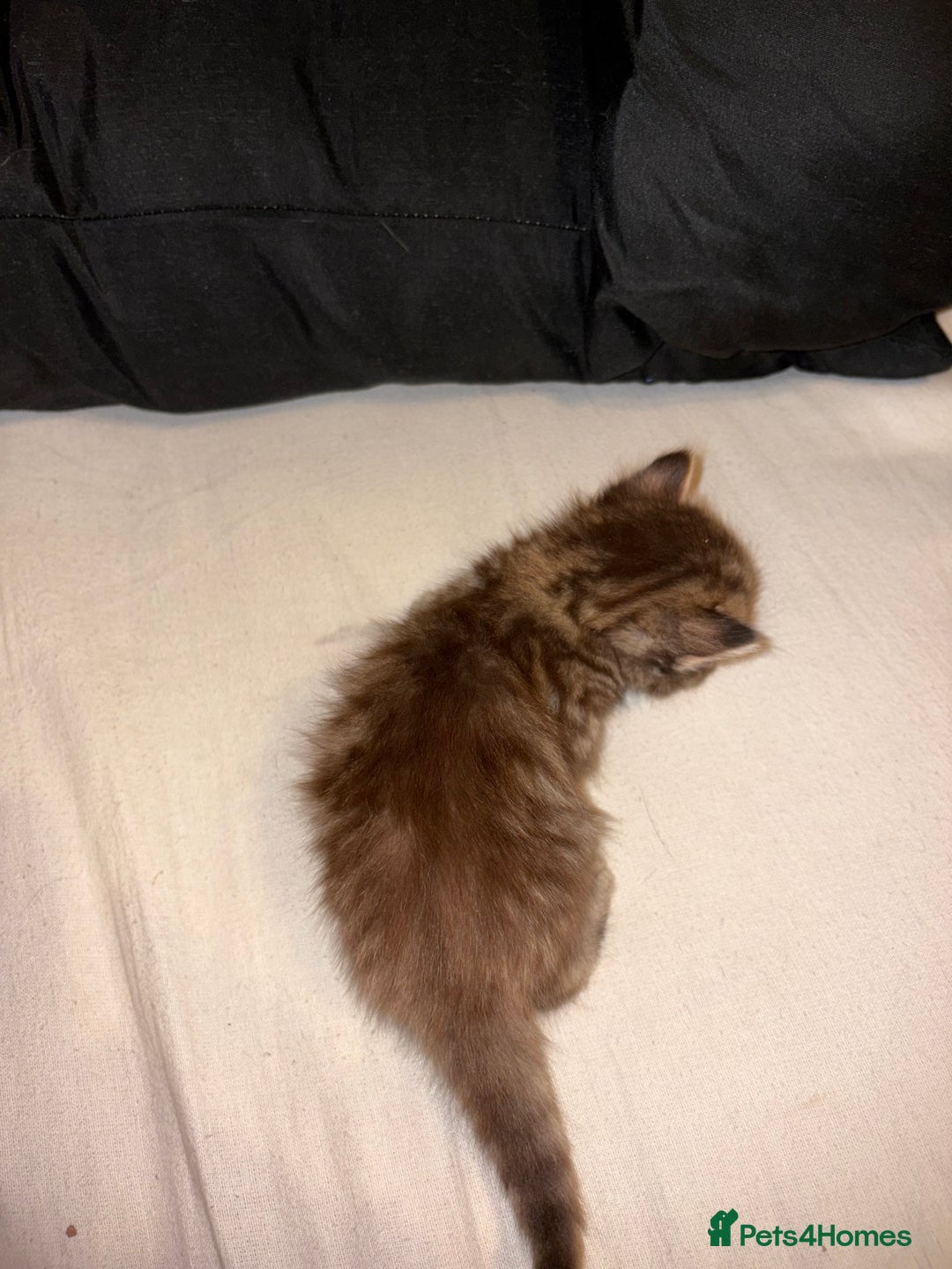 Mixed Breed cats for sale: 4 stunning Bombay X Norwegian kittens for sale - Advert 5