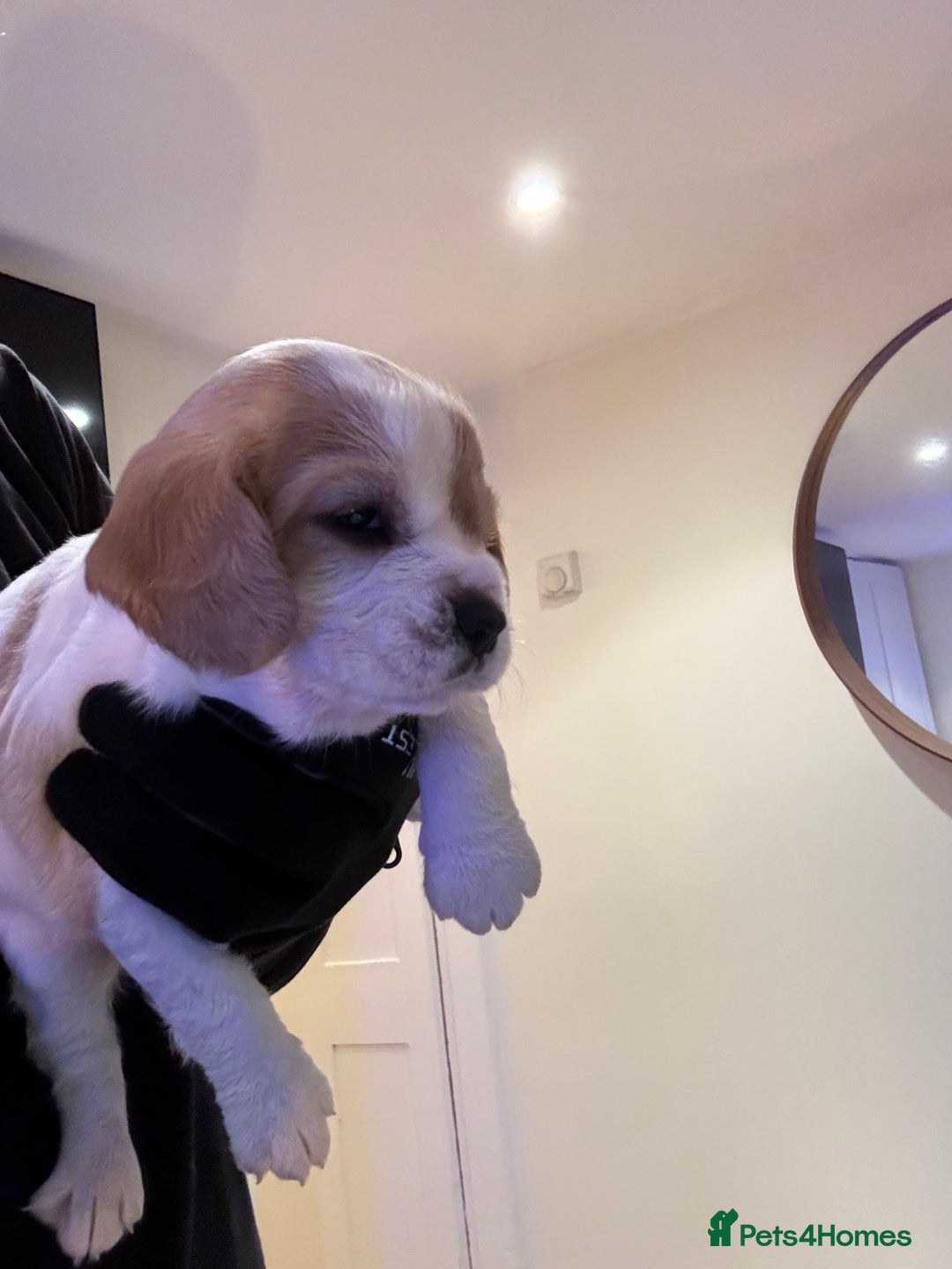 Mixed Breed dogs for sale: Cocker-Jack xCavalier King Charles Spaniel Puppies - Advert 18