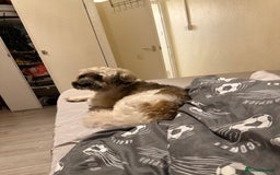 Shorkie dogs for sale: Shorkie🪽 - Image 2