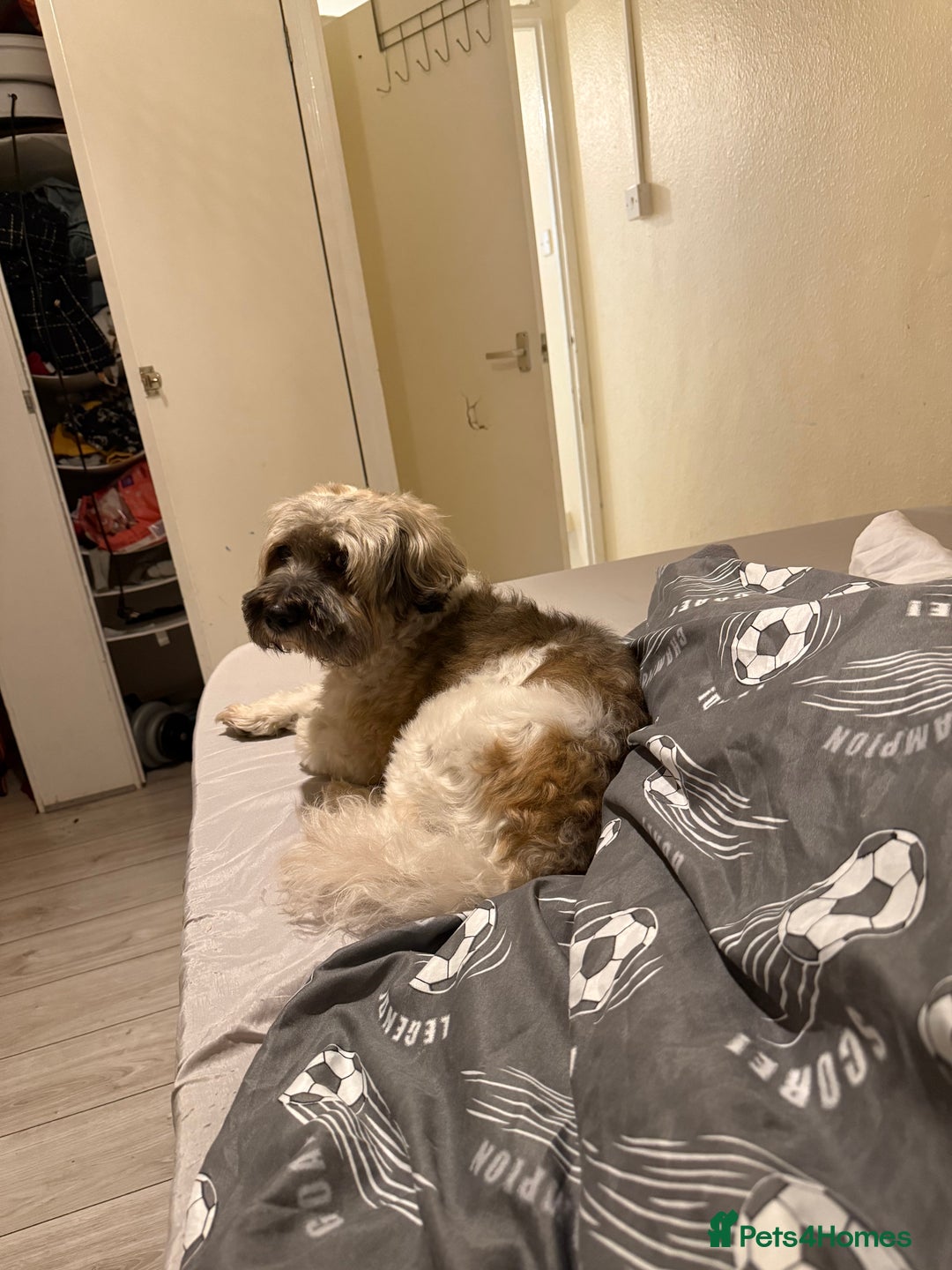 Shorkie dogs for sale: Shorkie🪽 - Image 2