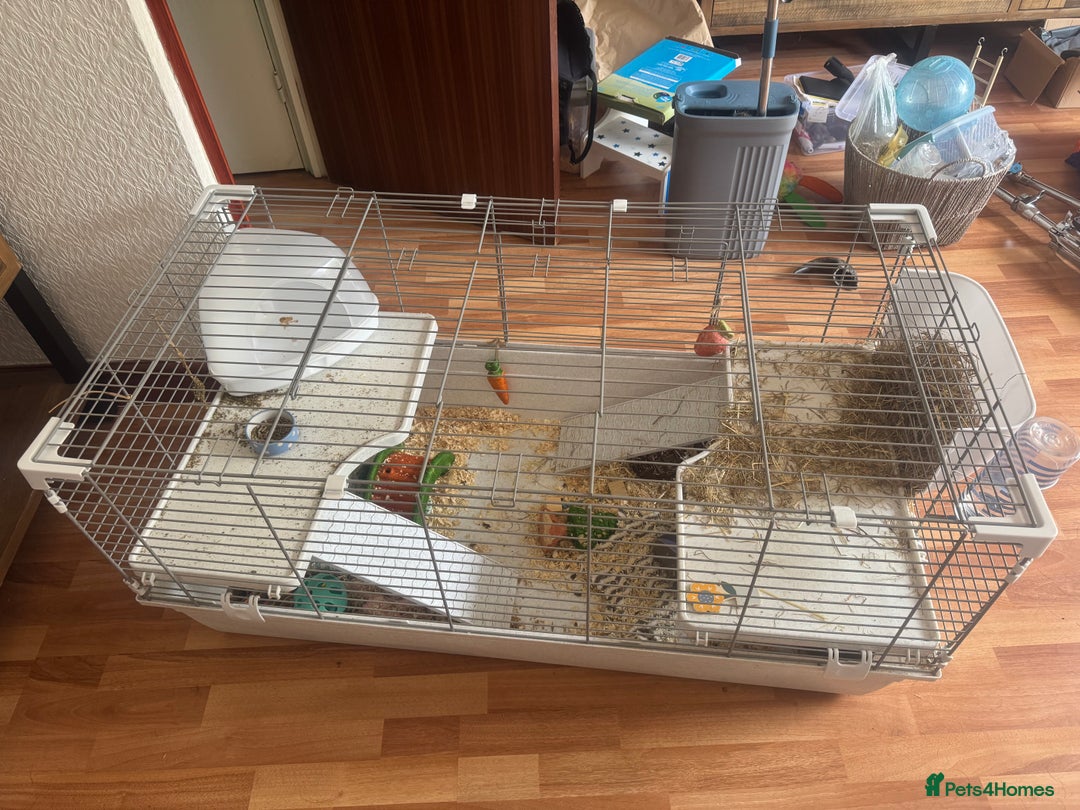 Guinea Pig rodents for sale: 2 Male Guinea Pigs & Cage (including bed & toys) - Image 5