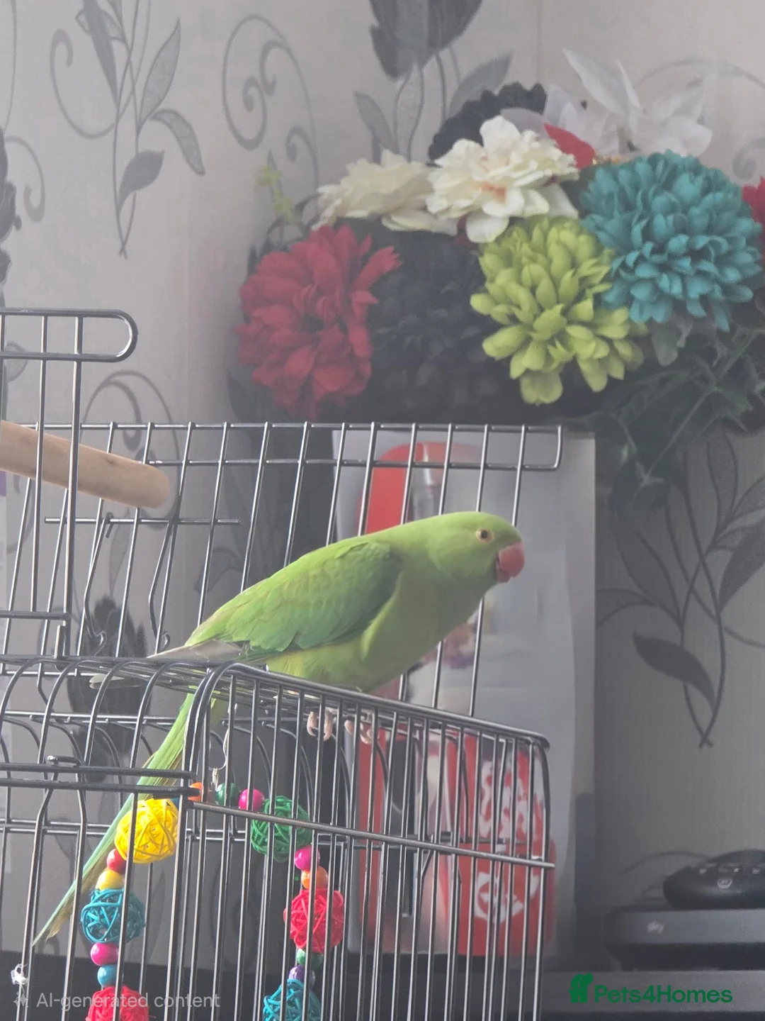 Ringnecks birds for sale: Indian Ringnecked Parrot 5 Months old  in Oxford - Advert 2