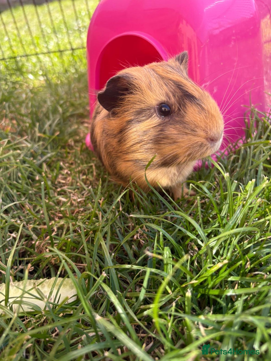 Guinea Pig rodents for sale: 3 sow Guinea pigs  - Image 5