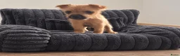 Mixed Breed dogs for sale: Stunning Lakeland x Patterdale pups - Advert 8