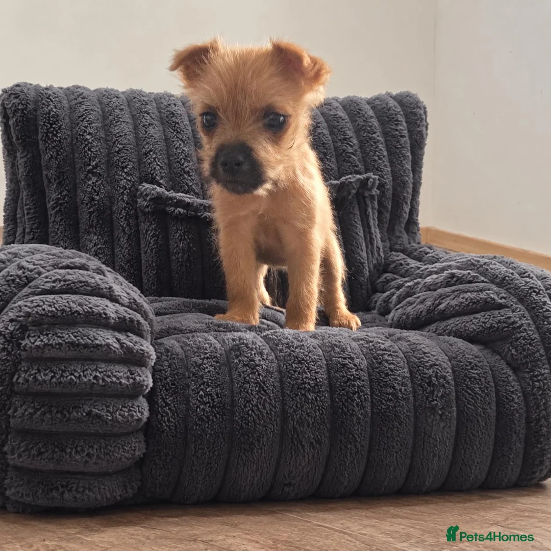 Mixed Breed dogs for sale: Stunning Lakeland x Patterdale pups - Advert 8