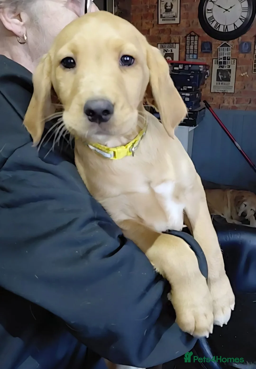 Cockerdor dogs for sale: Cockerdor pupies - Advert 10