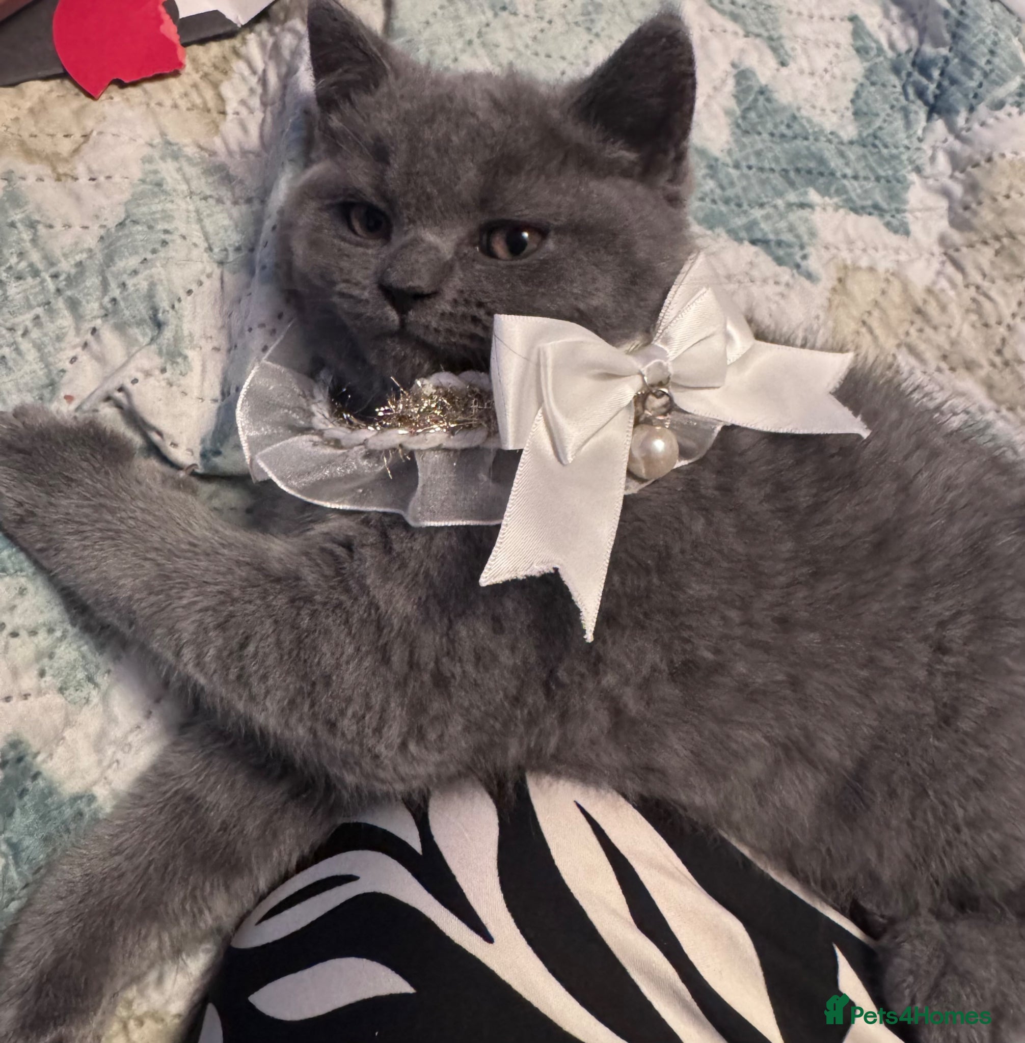 Brazilian Shorthair cats British Shorthair Kitten  - Advert 1