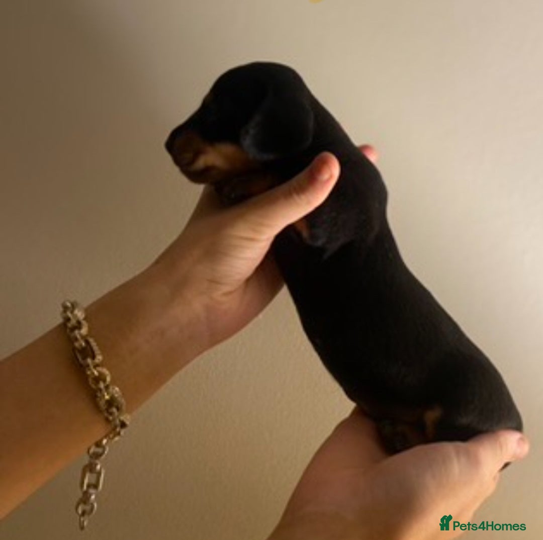 Dachshund dogs for sale: 4 Dachshund puppies for sale  - Advert 15